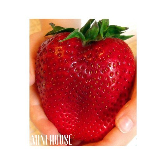 BENIH BIJI BIBIT STRAWBERRY JUMBO IMPORT