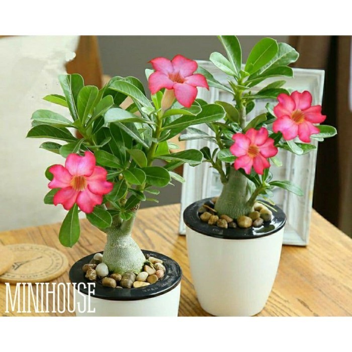 BIBIT BIJI BENIH KAMBOJA ADENIUM PINK