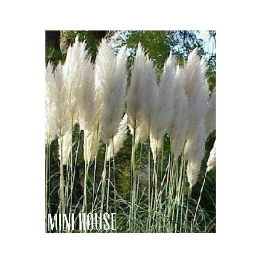 BIJI BIBIT BENIH PAMPAS GRASS