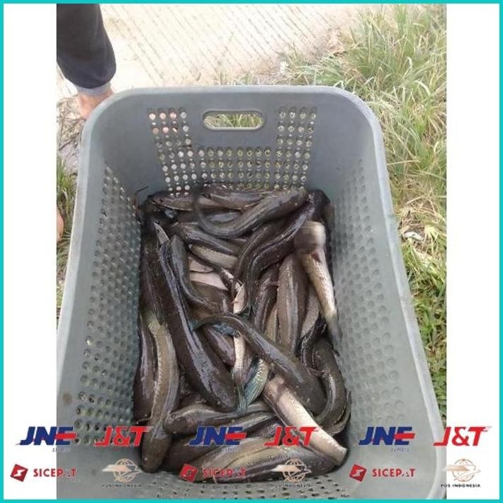 

BISMILLAH IKAN GABUS SEDANG ALISUP