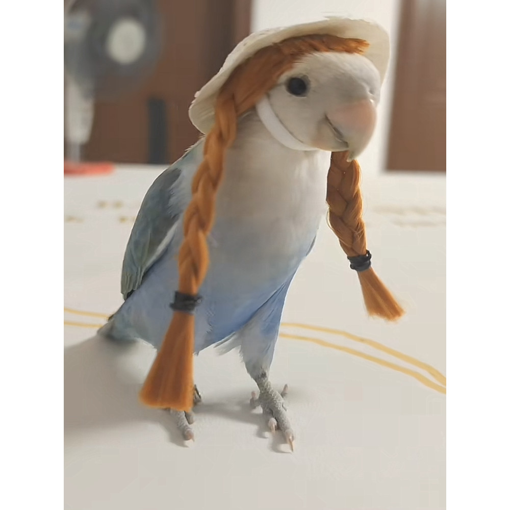 Parrot Hamster Tiger Skin Xuanfeng Hat Pet Small Hat Bird Head Accessories Mini Headgear