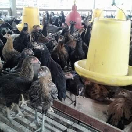Doc Bibit Ayam Kampung Asli (Aka) Pedaging Super 1 Box Isi 100 Ekor