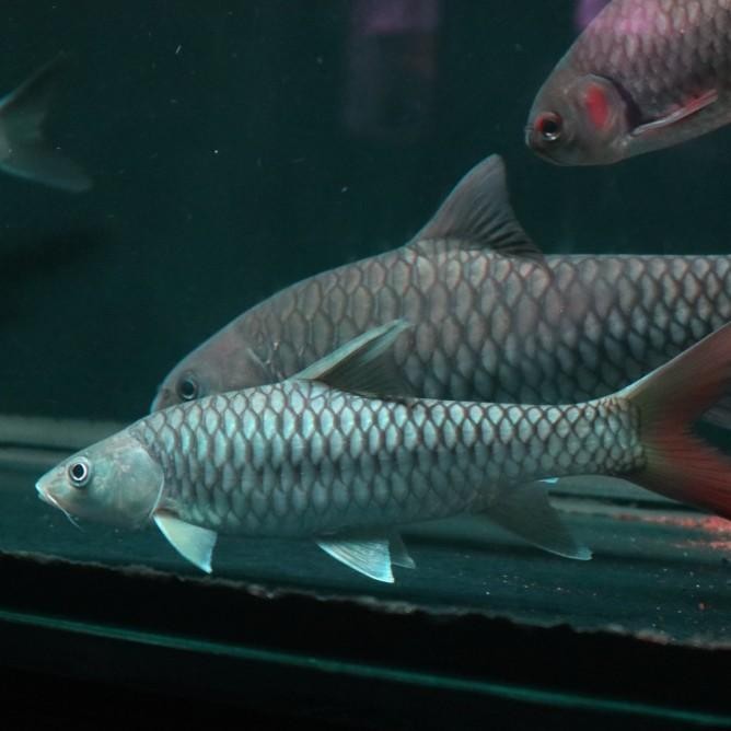 Promo Besar Tor Puttitora / Golden Masheer