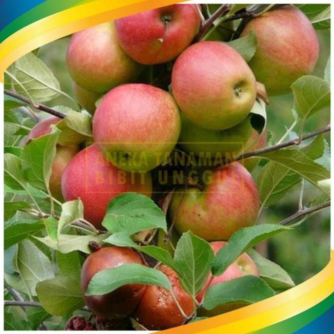Bibit Tanaman Buah Apel Anna Malang Auu