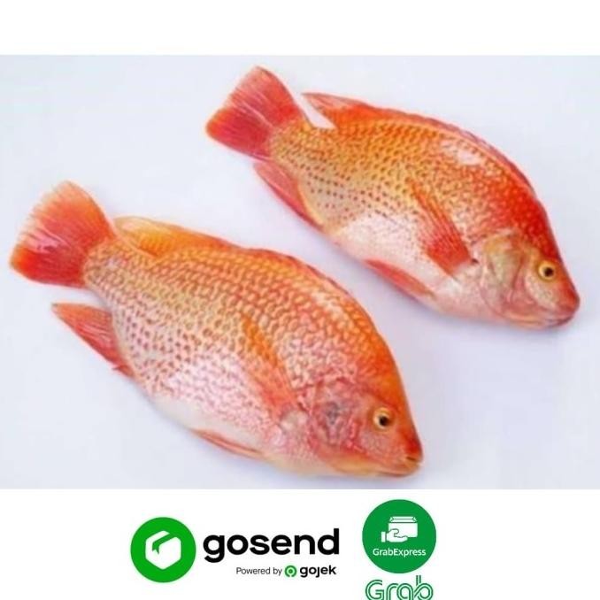 

IKAN NILA MERAH SEGAR (500 GRAM)