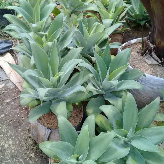 Tanaman Agave Attenuata Tanaman Siklok Hijau Tanaman Siklok