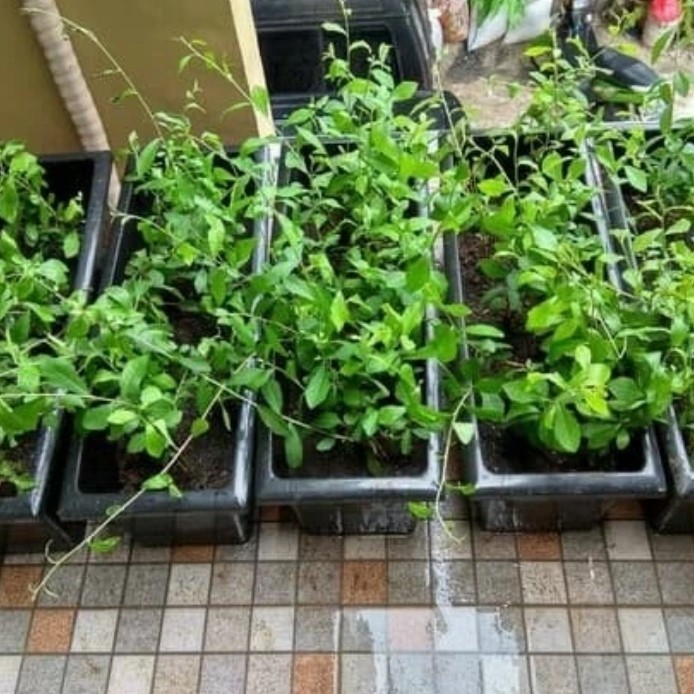 Vernonia Elliptica Plus Pot Panjang Tanaman Tirai Lee Kwan Yew Kuan Yu
