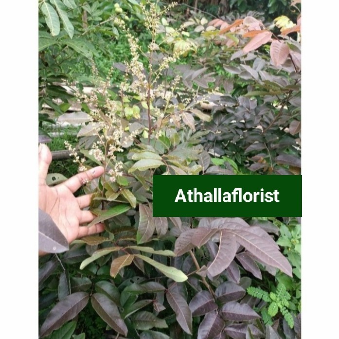 Pohon Kelengkeng Merah 1,5 Meter