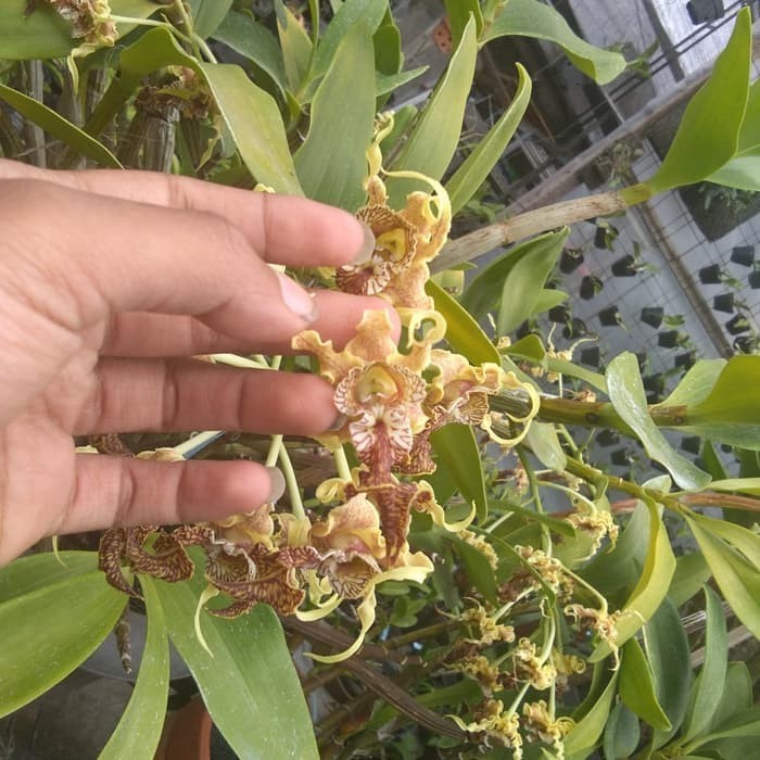 Anggrek Dendrobium Spectabile Remaja