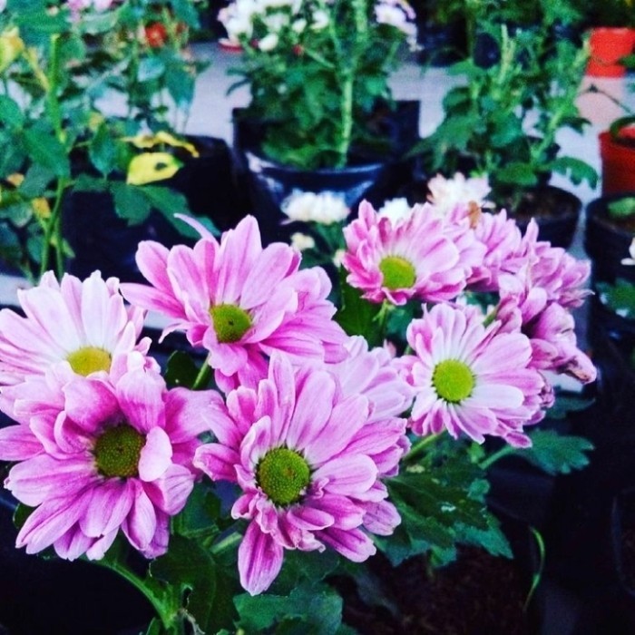 Tanaman Hias Hidup Pot Bunga Krisan