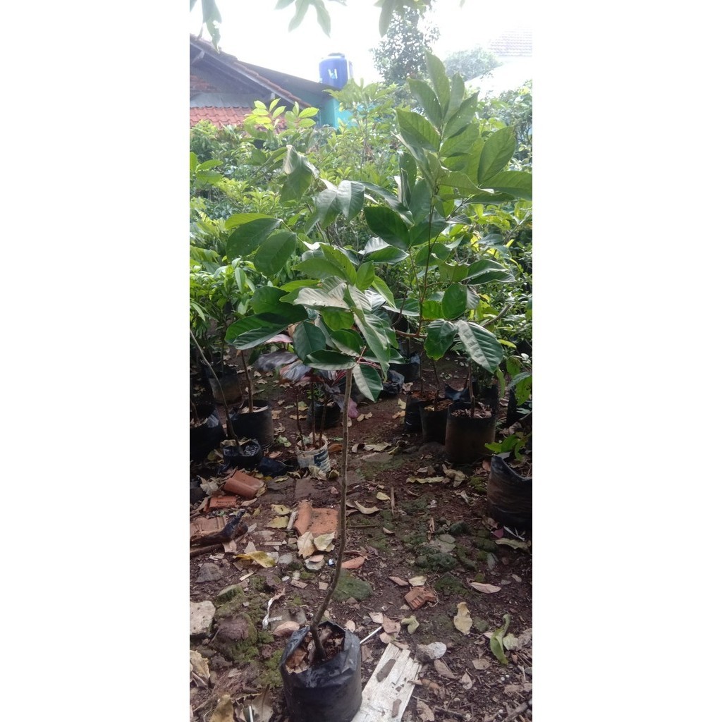 Bibit Rambutan Rapiah Cangkok Cepat Berbuah