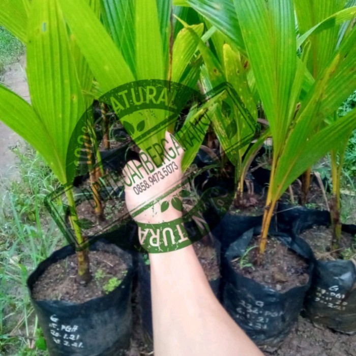 Kelapa Kopyor Genjah Hasil Kultur Jaringan