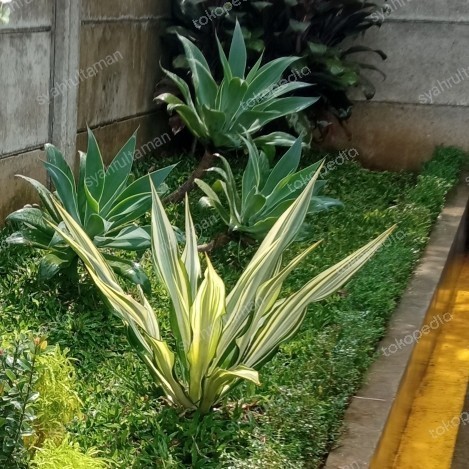 Tanaman Hias Agave Putih - Termurah Tanaman Hias Agave Varigata