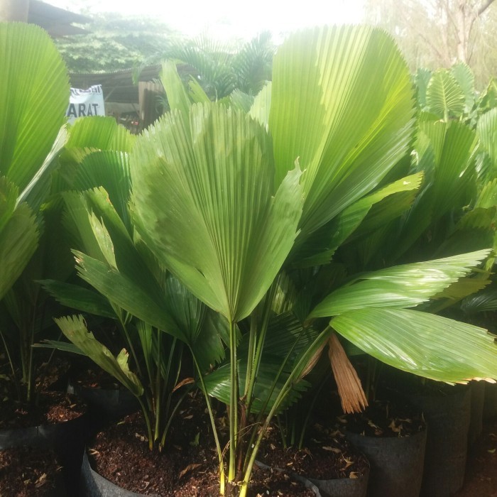 Tanaman Hias Palem Kol Palem Kipas Palm Kol Jumbo