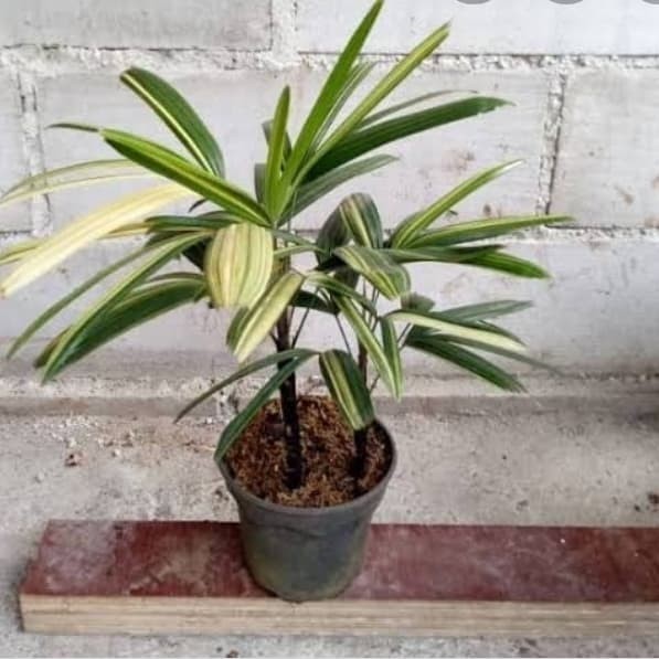 Tanaman Palem Regu Variegata