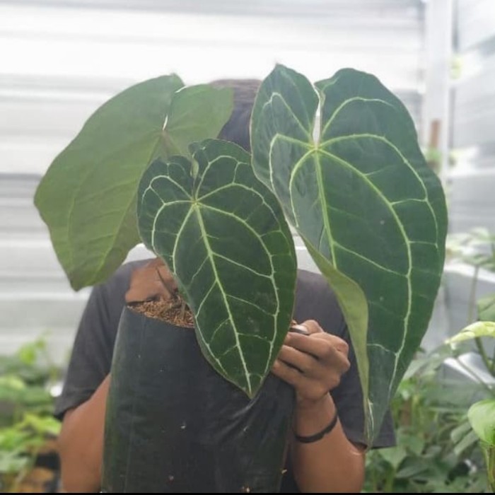 Tanaman Hias Kuping Gajah Daun Besar - Antorium Kuping Gajah