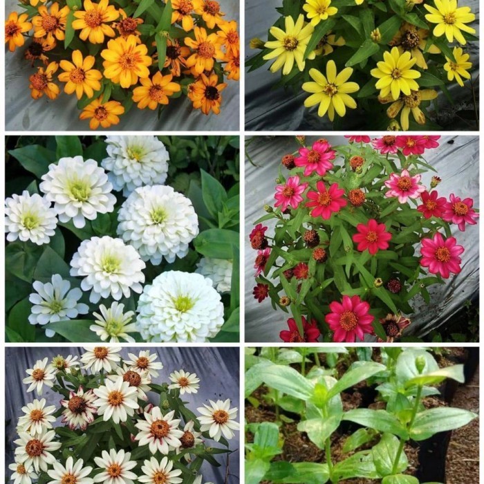 Paket 5 Bibit Tanaman Hias Bunga Zinia