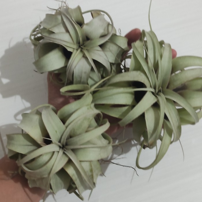 Tillandsia Xerographica