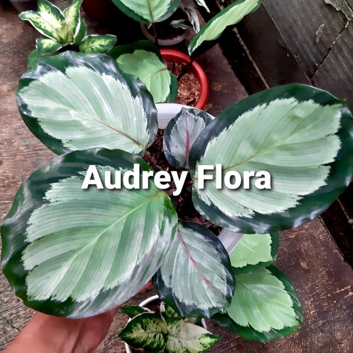 Tanaman Hias Calathea Corona - Calathea Corona