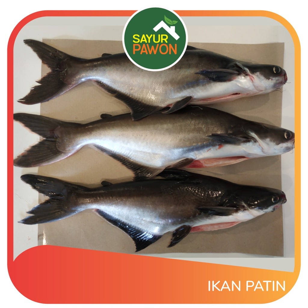 

IKAN PATIN SEGAR Per 500 gram