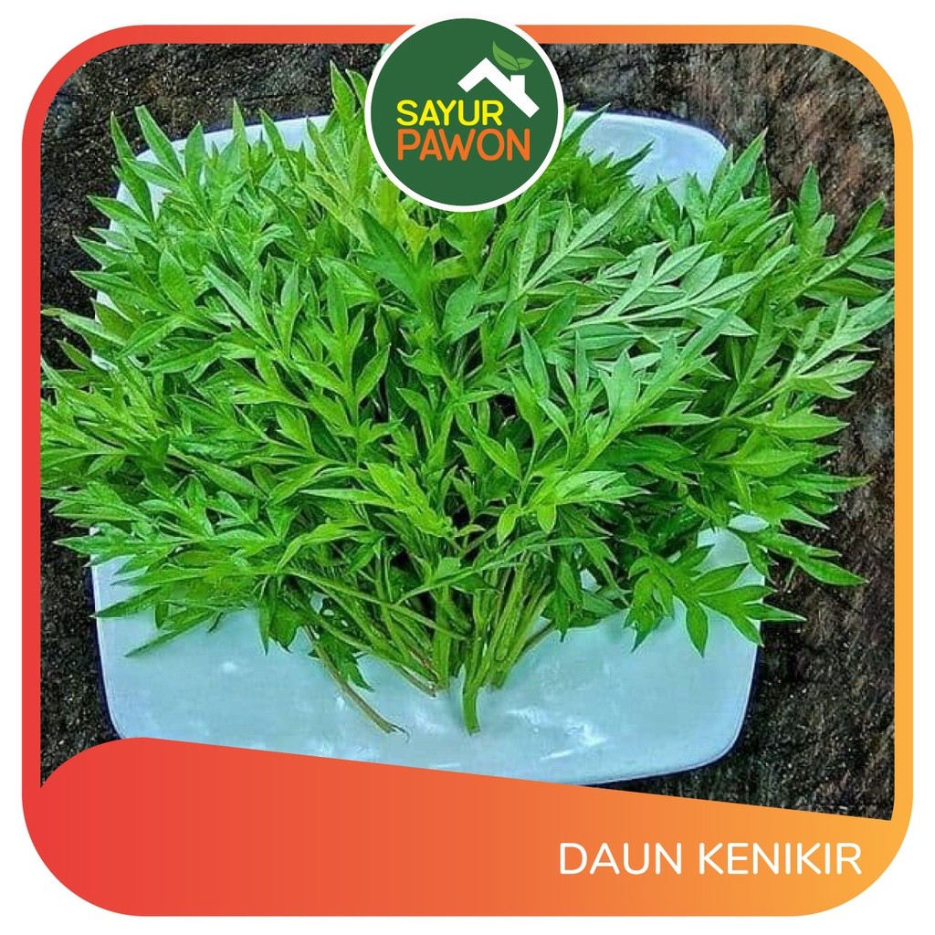 

DAUN KENIKIR [per ikat]