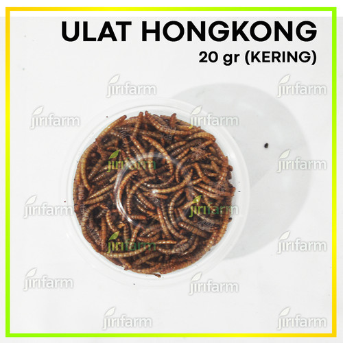 Ulat Hongkong Kering Dried Mealworm 20gr