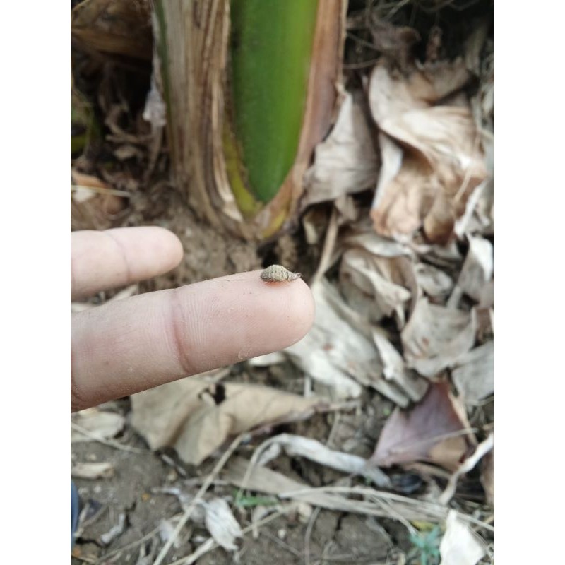 

Undur undur herbal tembukur unduk unduk