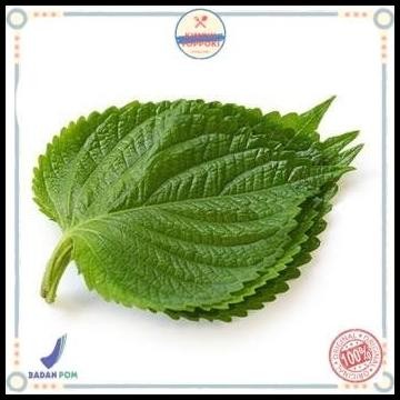 

Perila Leaf Fresh (Daun Wijen Muda) Bungkusan Bbq Seperti K-Drama