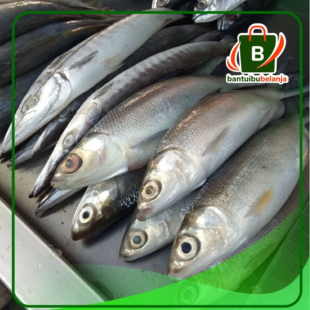 

Ikan Barakuda / cucut 500 gram ( ikam segar jogja )