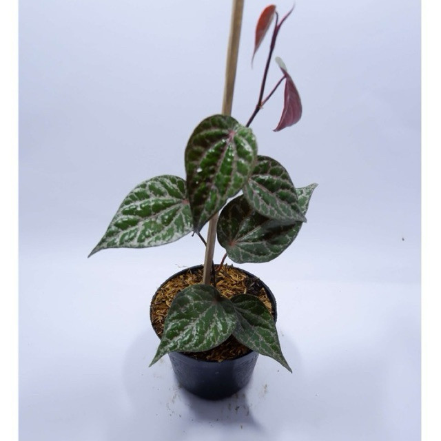 Tanaman Hias Piper Ornatum - Tanaman Daun Sirih - Obat Herbal Sirih - tanaman hias hidup