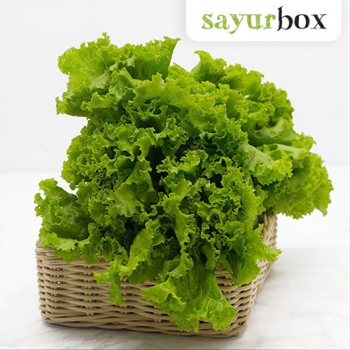 

Selada Keriting Konvensional 250 gram Sayurbox
