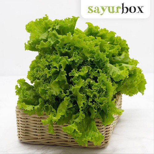 

Selada Keriting Hidroponik Hidroponik 250 gram Sayurbox