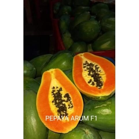 Benih Pepaya Hawai - Bibit Pepaya Arum Tunas Agro 1 Gram Shp15