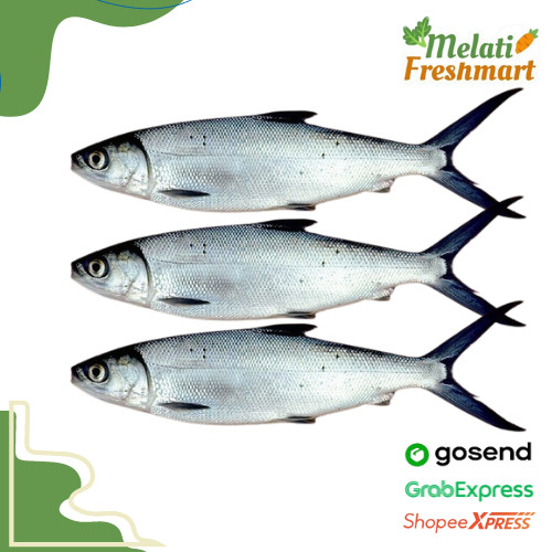 

Ikan Bandeng 500 gr - Melati Freshmart