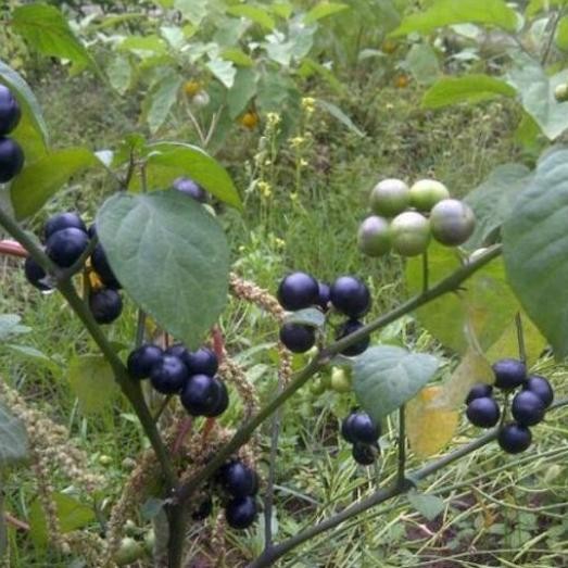 Pohon Leunca/Ranti-Bibit Tanaman Leunca/Buah Ranti 1 ATY