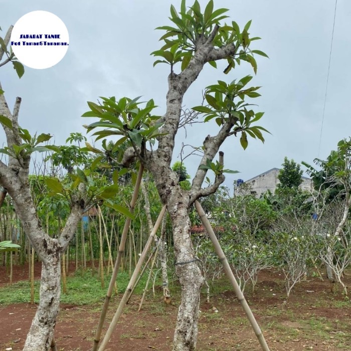 POHON KAMBOJA FOSIL - POHON FOSIL KAMBOJA