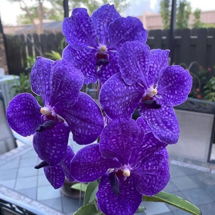 ANGGREK VANDA PACHARA DELIGHT
