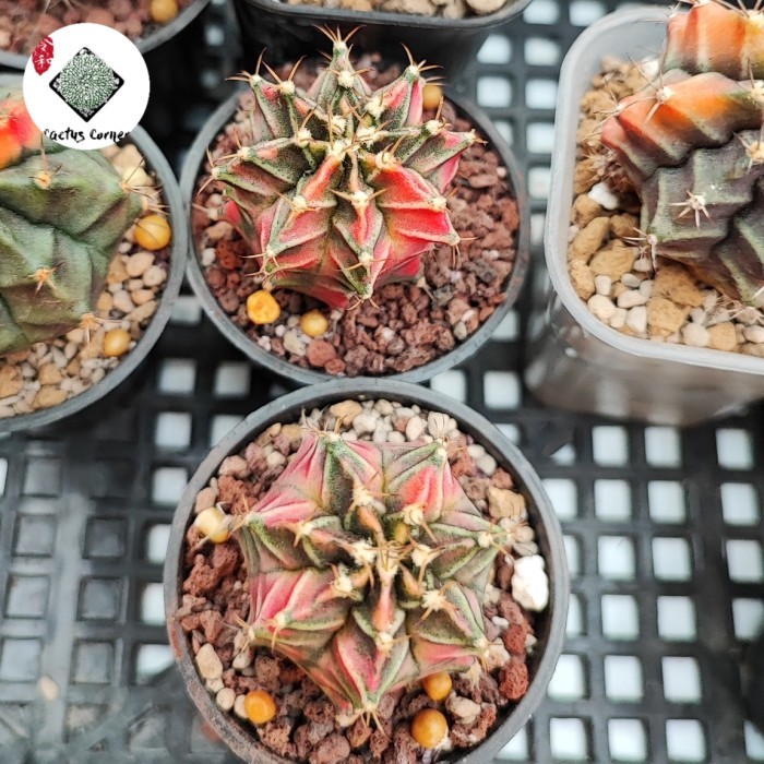 KAKTUS PREMIUM GYMNO MIHA STARFIRE