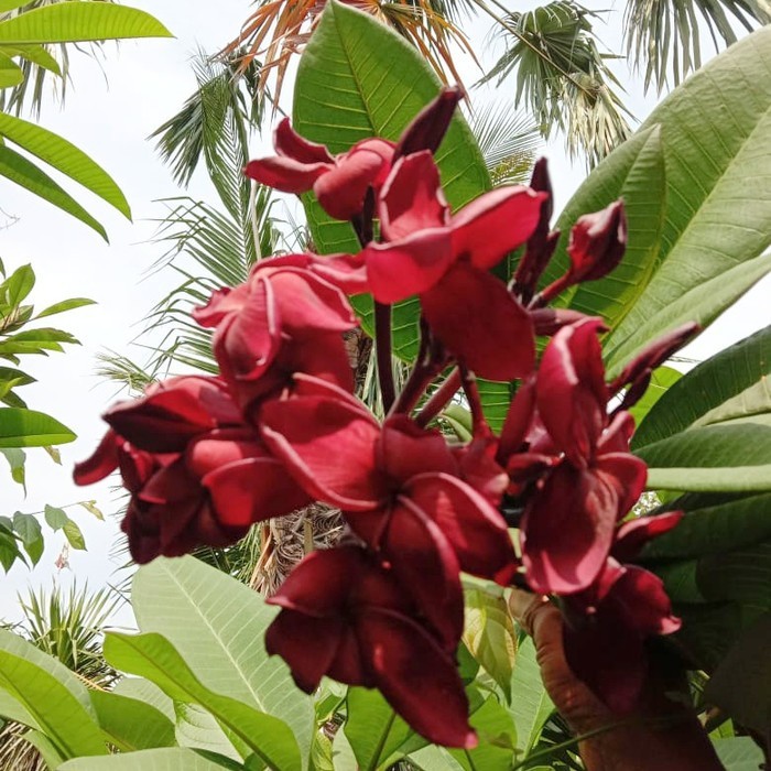 BIBIT STEK POHON KAMBOJA BALI ATAU PLUMERIA MERAH HITAM BLUDRU
