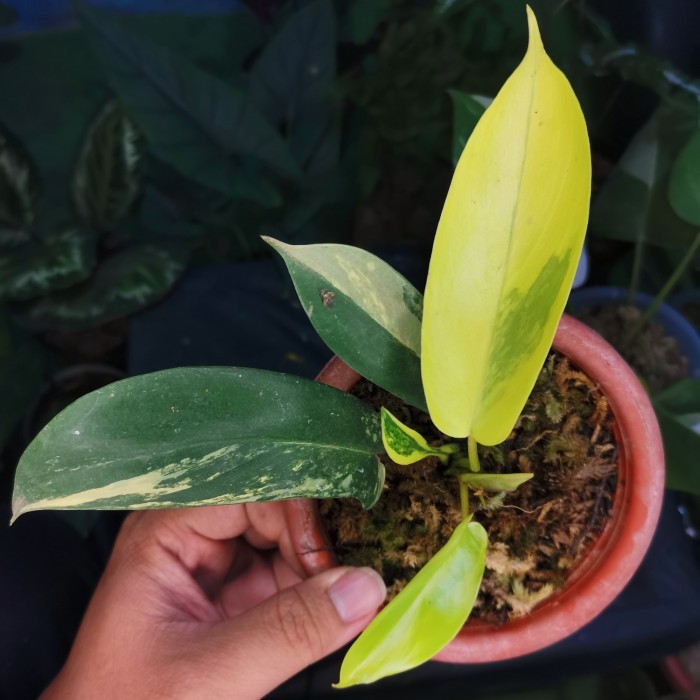 TANAMAN PHILODENDRON FLORIDA GHOST VARIGATA / BEAUTY FLOBE VARIEGATA