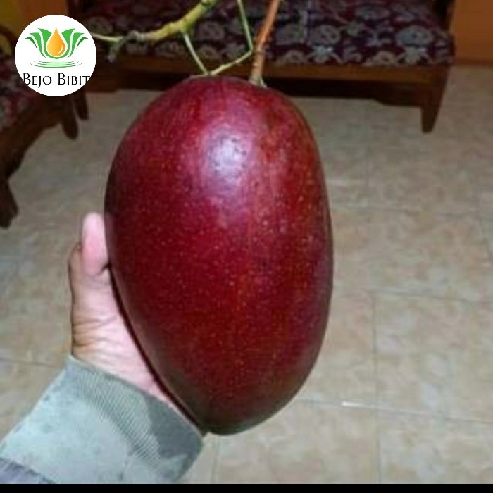 BIBIT TANAMAN BUAH MANGGA MIYAZAKI-BIBIT POHON MANGGA MIYAZAKI ASLI