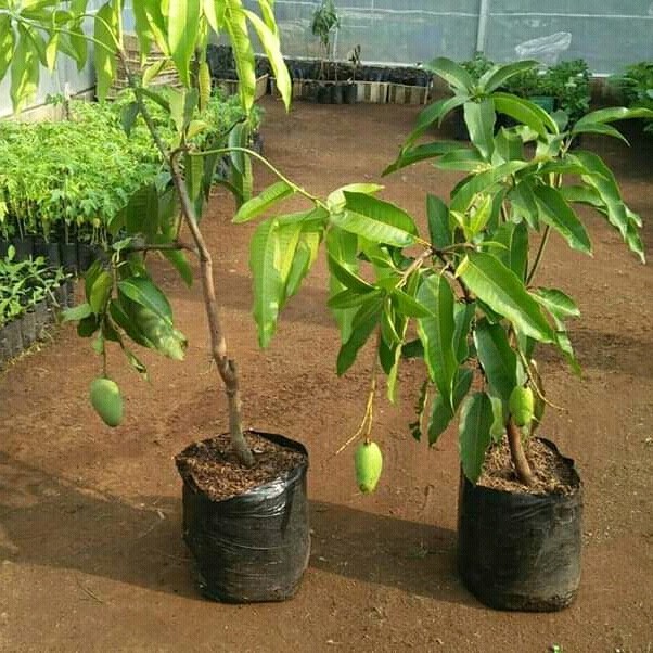 BIBIT UNGGUL MANGGA CANGKOK