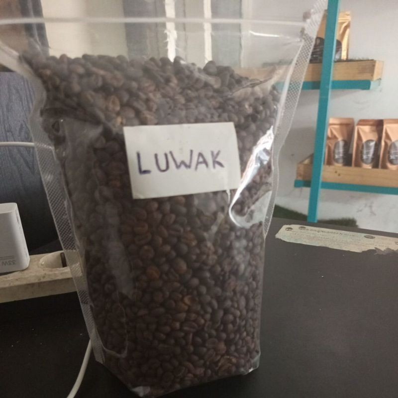 kopi luwak robusta