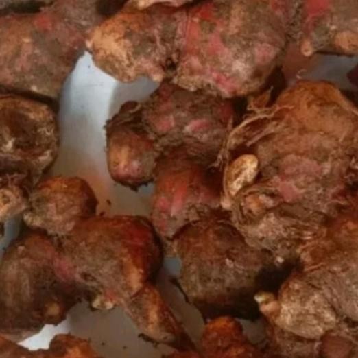 

Jahe Merah Segar Dan Fresh Ukuran Kecil/Sedang 1 Kg