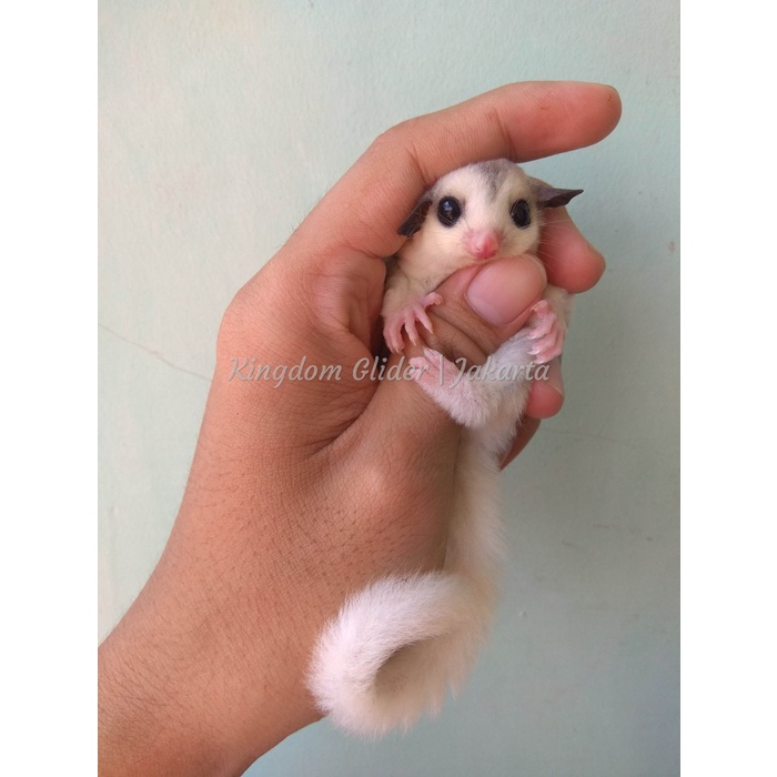 White Face Mozaik Sugar Glider
