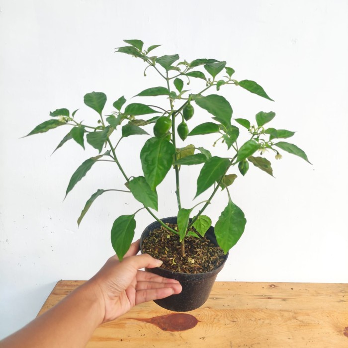 [Bibit] Tanaman Buah Cabai Pohon Cabe Paprika [Unggul]