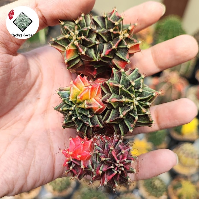 Terlaris Kaktus Gymno Gymnocalycium Miha Starfire Milo Mutasi Doublehead