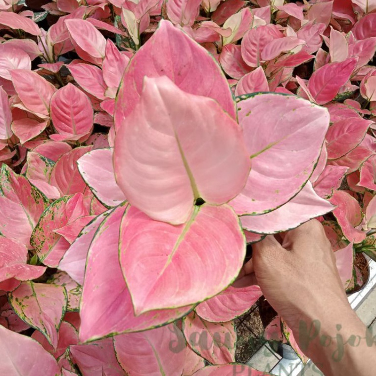 ¯ CO Aglonema Super Pink Catrina Dewasa Daun 8-9-10-11++ i Paling Dicari Super Promo.