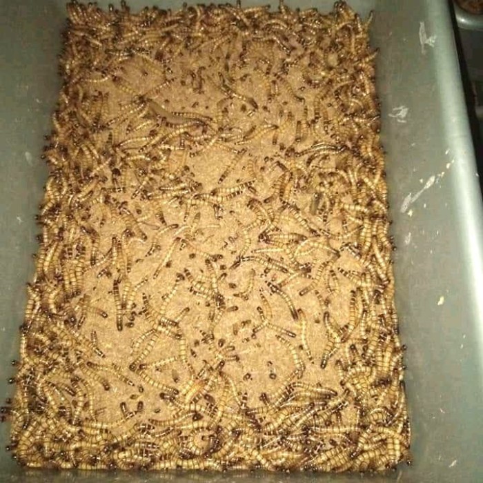Ulat Jerman hidup 1kg