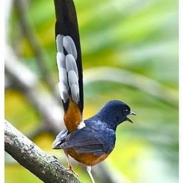 Terlaris Murai Batu Jantan/Murai Batu Medan Gacor/Murai Lomba